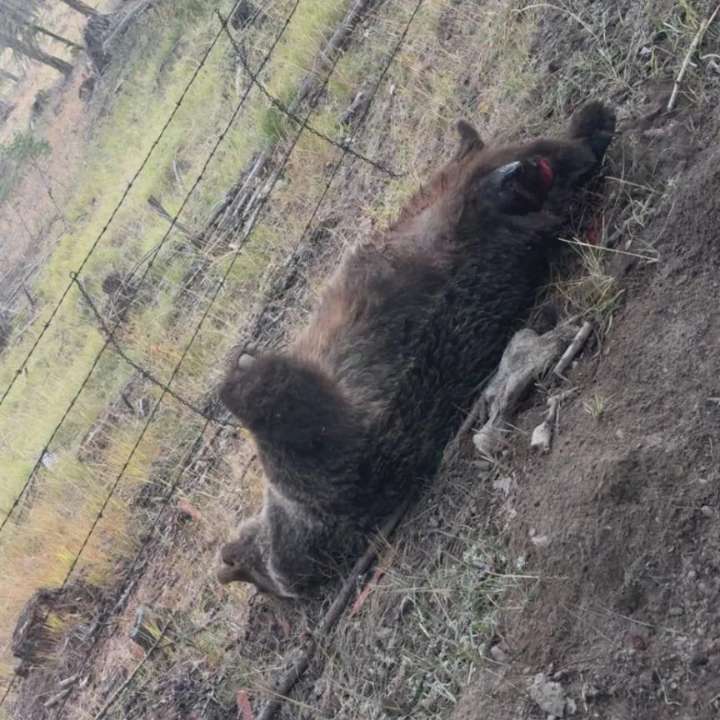 B.C. man dies weeks after rescuing himself from the jaws of a grizzly bear
