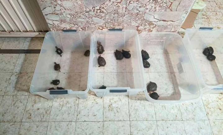 Golpe al tráfico de vida marina: tres detenidos por comercializar totoaba, tiburón y pepino de mar