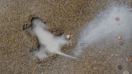 Ah, rats! Researchers say some other critter likely created Chicago's 'rat hole' sidewalk landmark