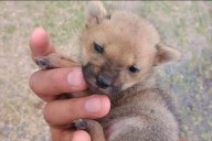 Policías rescataron a una cría de zorro y la reunieron con su madre: fotos y video