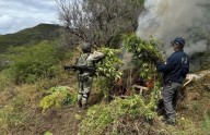 Destruyen plantío de mariguana en el municipio de Ocampo