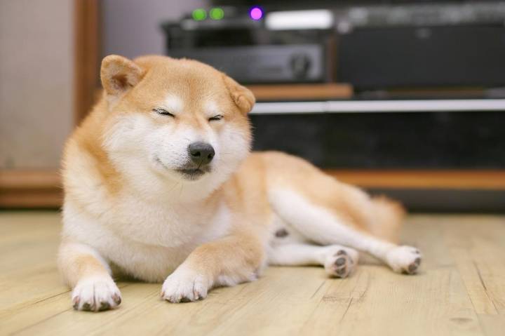 10 Best Dog Multivitamin Products for Shiba Inus