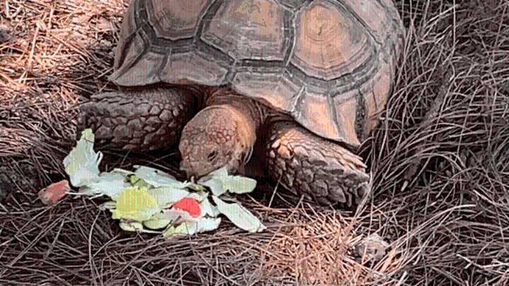 Social media search for missing Semmes tortoise Joey intensifies