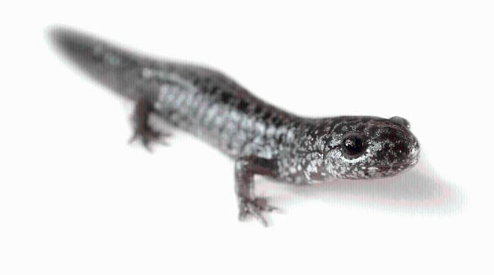 Amphibians in our American future