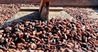 En Día Nacional del Cacao sector productivo sigue afrontando retos como la falta de inversión y asistencia técnica