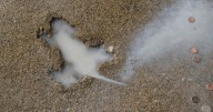 Ah, rats! Researchers say some other critter likely created Chicago's sidewalk 'rat hole'