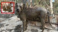 Jarocho, el perrito que fue salvado de ahogarse en Poza Rica, la corriente lo arrastró y tras días en el lodo tiene nueva familia
