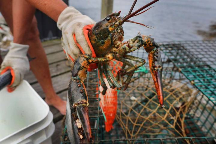 New England's Lobster Population Is in Decline. A New Report Says They're Overfished