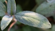 How To Prepare Your Sage Plants For Winter To Ensure They Thrive Next Spring