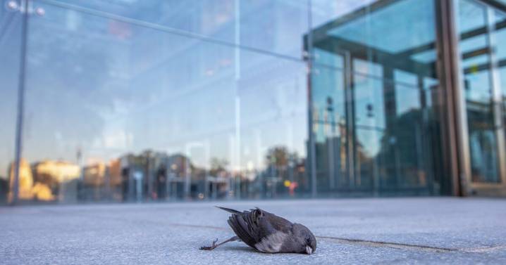 As hundreds of millions of birds head south, the invisible danger is glass