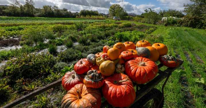 Pumpkin: A favorite sign of fall, with a bit of shady history