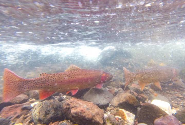 Judge says no to fish poison in Montana wilderness