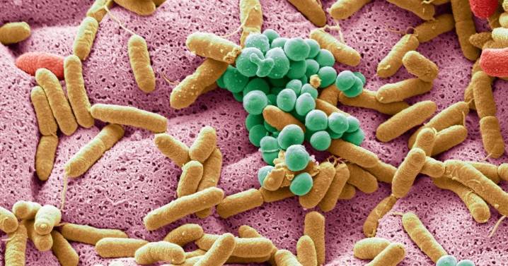 El microbioma intestinal de un joven del México precolombino desvela cambios evolutivos