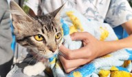 El Quirófano Veterinario Móvil Llegará a Lomas de los Negritos y La Estrella