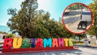 Impactante encuentro: Cuatro osos irrumpen en día de campo familiar en Bustamante.