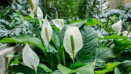 The DIY Soil Recipe For Thriving Peace Lily Plants