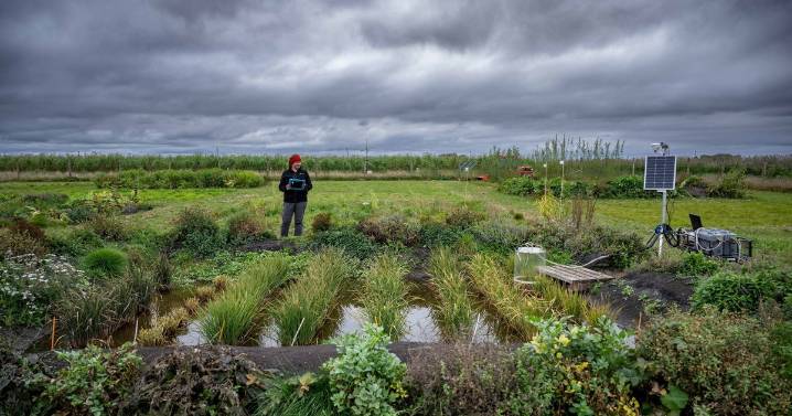 UK's first rice crop of risotto, basmati and sushi is harvested after record