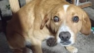 Maltrato animal en Santa Fe: la protectora se constituyó como querellante y Chimuelo está en tránsito