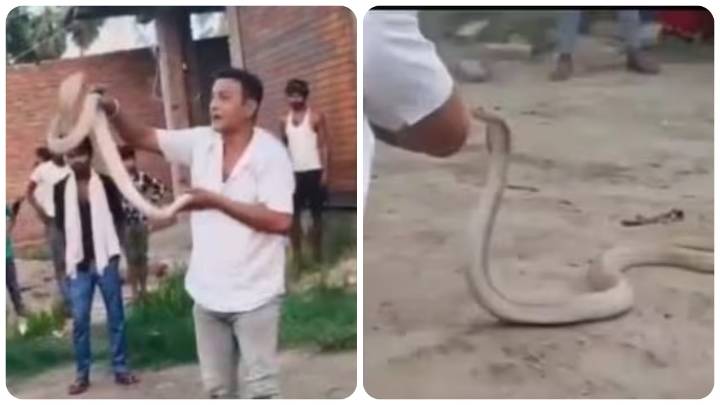 Muere famoso domador de cobras en India tras ser mordido por una serpiente: el momento quedó grabado en video