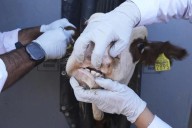 Detectan gusano barrenador en Montemorelos