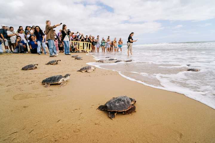 La playa de La Marina acoge la suelta de 36 tortugas bobas