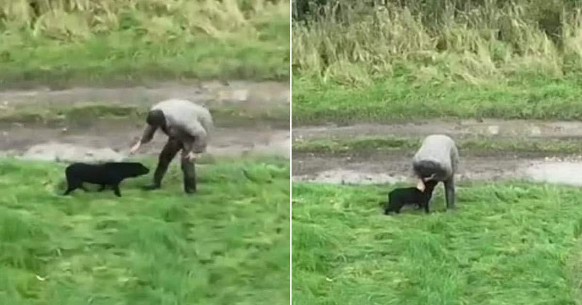 Drone Captures Emotional Reunion Between Blind Dog and Her Devoted Owner
