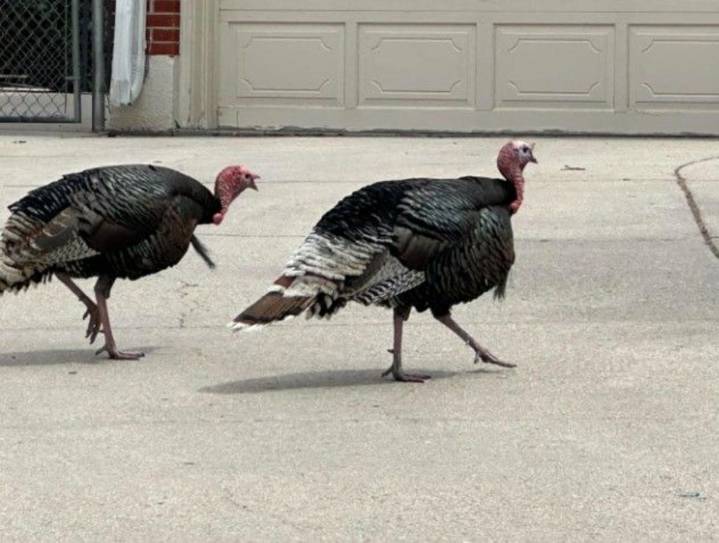 The Wild Turkey Boom Is Testing Wyoming’s Patience