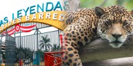 ¿Cerrarán el Parque de las Leyendas? Proyecto de ley busca eliminar TODOS los zoológicos del Perú