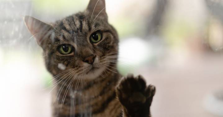Hidden sign your cat is in pain and what their whiskers are really telling you