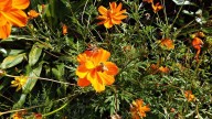 Las flores que conviene plantar en octubre para tener un jardín lleno de color en verano