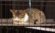 Cats, cat things and cat people this weekend at the I