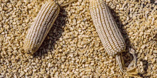 México llama al diálogo a agricultores en medio de bloqueos por precio del maíz