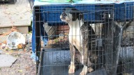 98 pets found in unsafe conditions leading to Del. man arrested