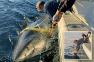 Contender, Atlantic biggest great white shark surfaces in Canada