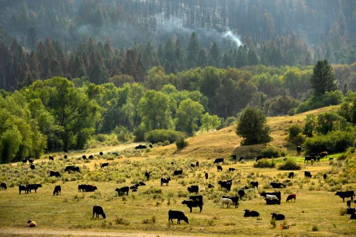 Colorado ag producers worry that Argentine beef imports will add to woes