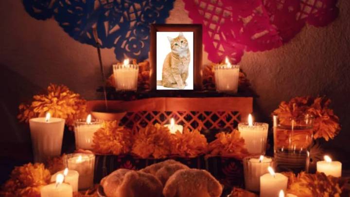 ¿Cuándo y que lleva la ofrenda para las mascotas  en Día de Muertos?