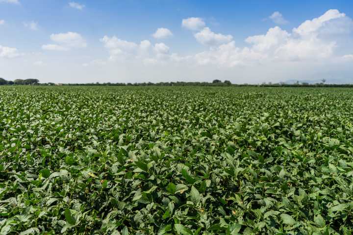 Colombia compra más alimentos