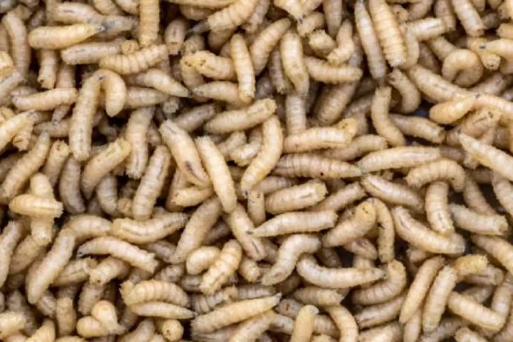 Casos de Miasis por gusano barrenador ascienden a casi 200 en Quintana Roo