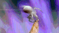 Flying Spiders: A Naturally Occurring Force Makes Spiders Fly, But It’s Not Airflow