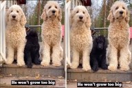 Doodle Puppy Wasn’t Supposed to Grow ‘Too Big’