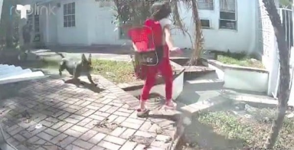 Pitbull ataca a niña de 8 años en Hollywood