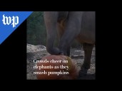 Crowds cheer on elephants as they smash pumpkins