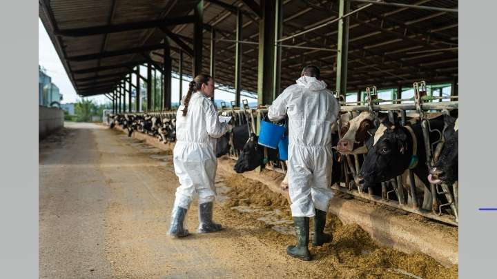 Girona se queda sin sus ferias de ganado por una enfermedad que golpea al sector bovino