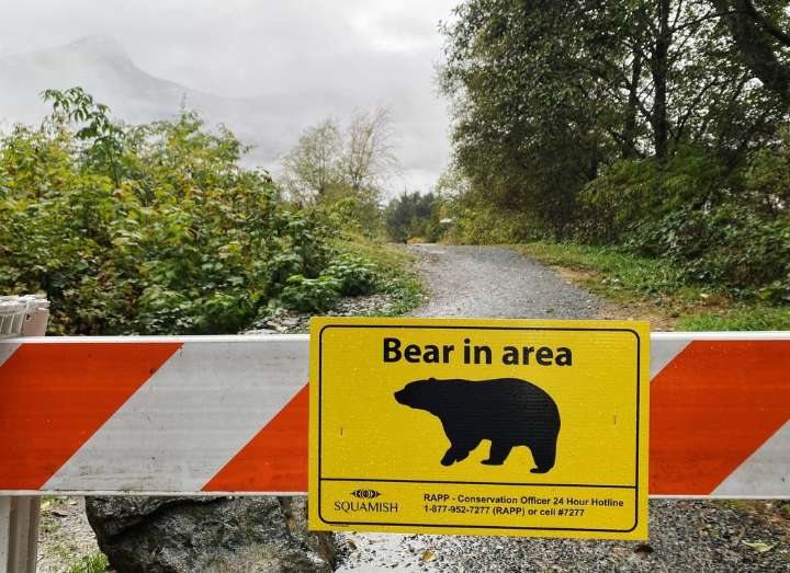 Grizzly bear attacks pair of hikers near Prince George, B.C.