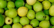 Exportación, el sueño de productores de guayaba del Oriente de Michoacán