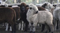 La carne ovina argentina gana terreno en Europa y vuelve a ingresar a Chile