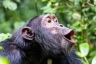 When chimps helped cool the planet
