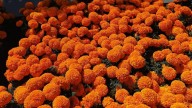 Las flores de los muertos también nutren la vida: aprende a compostarlas