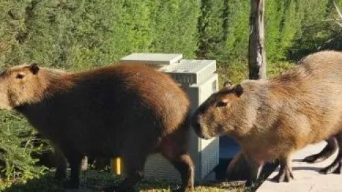 El Gobierno analiza medidas para la superpoblación de carpinchos en Nordelta