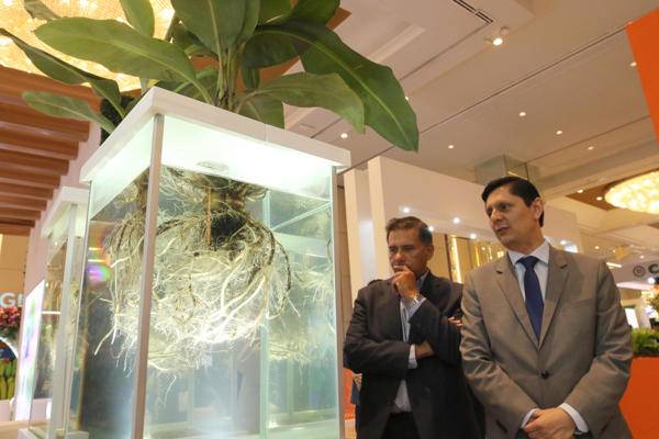 Ecuador apunta a ser líder global en medir huella hídrica del banano, de la mano de la FAO